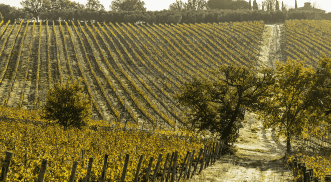 wine-vin-Morellino-Scansano-DOCG (5)