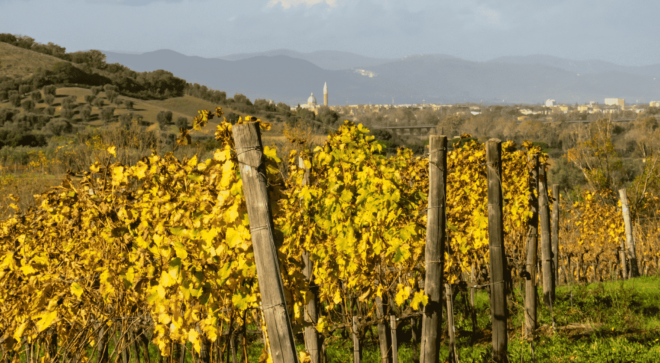 wine-vin-Morellino-Scansano-DOCG (9)