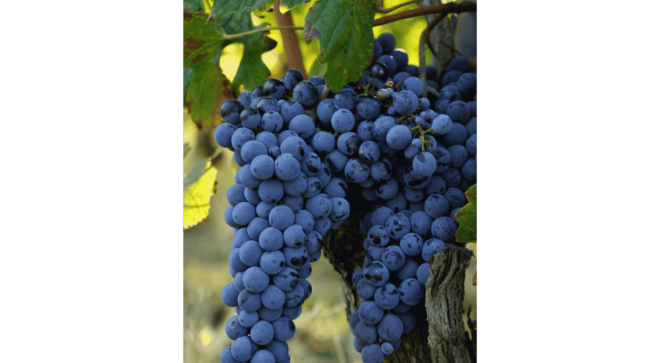 wine-vin-Roero-DOCG-nebbiolo (3)