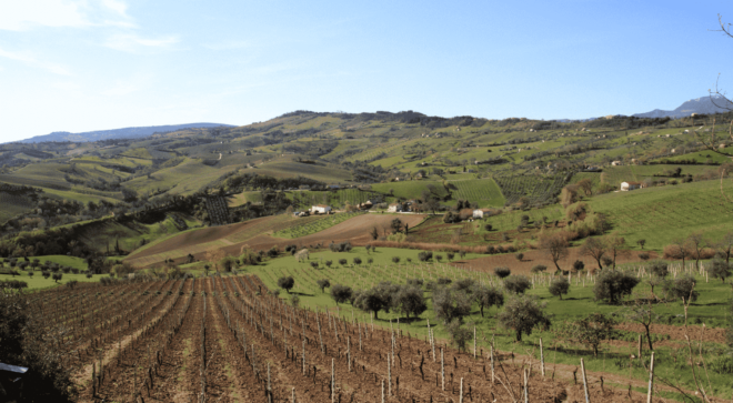 wine-vin-Verdicchio-Castelli-Jesi-DOC (4)