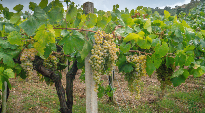 wine-vin-Vermentino-Gallura-DOCG (1)