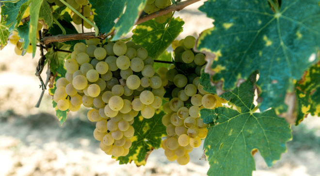 wine-vin-Vernaccia-San-Gimignano-DOCG (1)