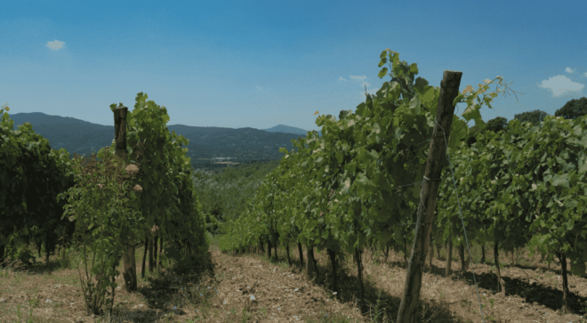 wine-vin-aglianico-del-volture-docg (3)