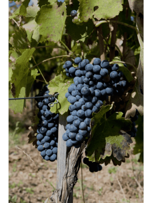 wine-vin-aglianico-del-volture-docg (5)