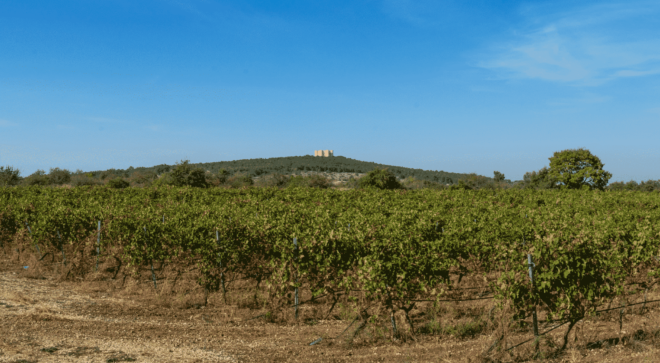 wine-vin-castel-del-monte (1)