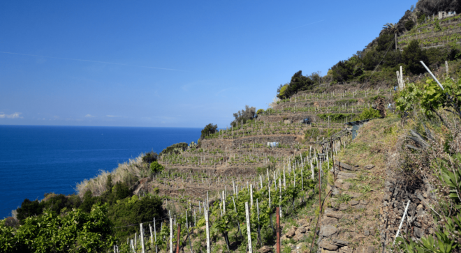 wine-vin-cinque-terre-doc (1)