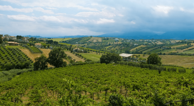 wine-vin-montepulciano-abruzzo-colline-teramane-docg (1)