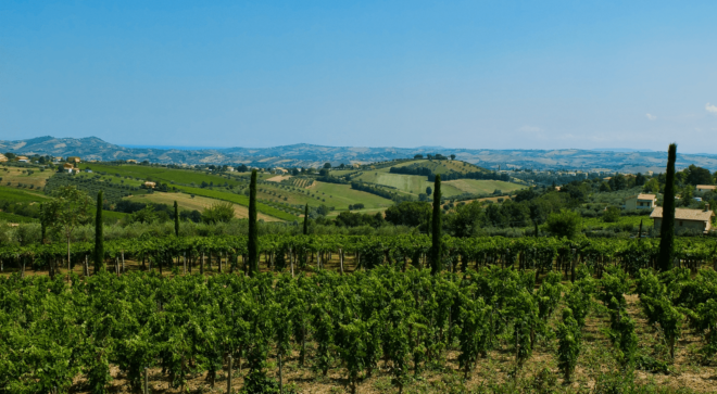 wine-vin-montepulciano-abruzzo-colline-teramane-docg (4)