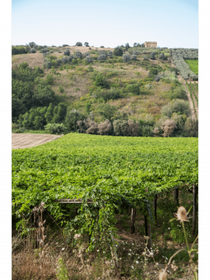 wine-vin-montepulciano-abruzzo-doc (6)