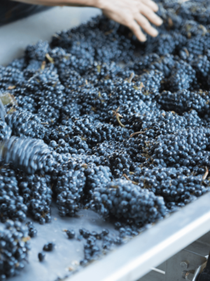 wine-vin-photo-generique-pinot-noir (15)