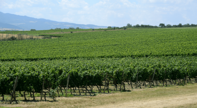 wine-vin-rosso-di-montalcino-doc (25)