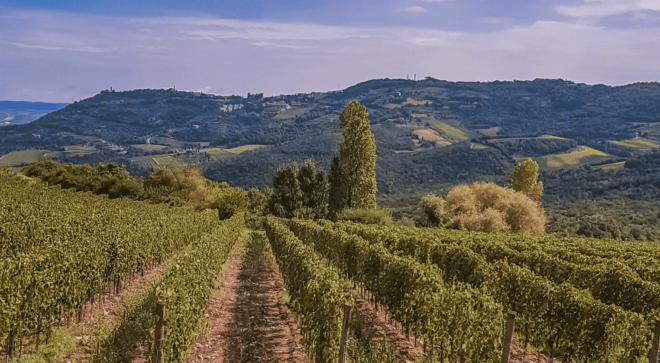 wine-vin-rosso-di-montalcino-doc (3)
