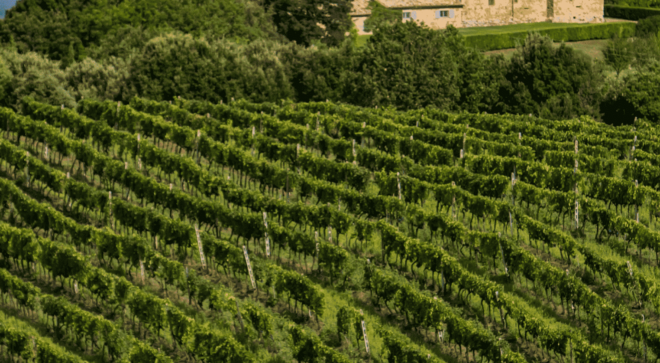 wine-vin-rosso-di-montalcino-doc (4)