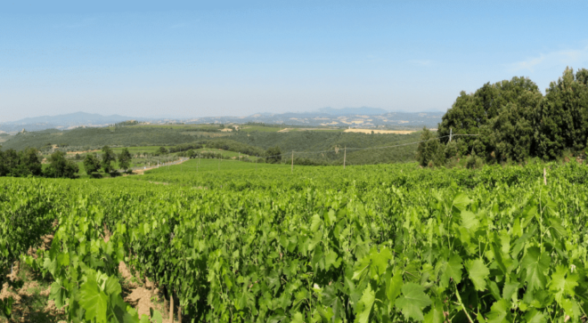wine-vin-rosso-di-montalcino-doc (8)