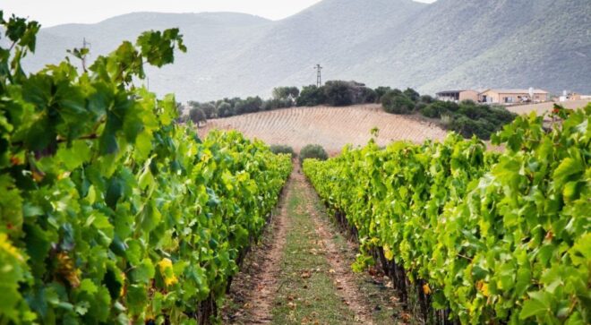 wine-win-Carignano-del-Sulcis-DOC-1-1024x683