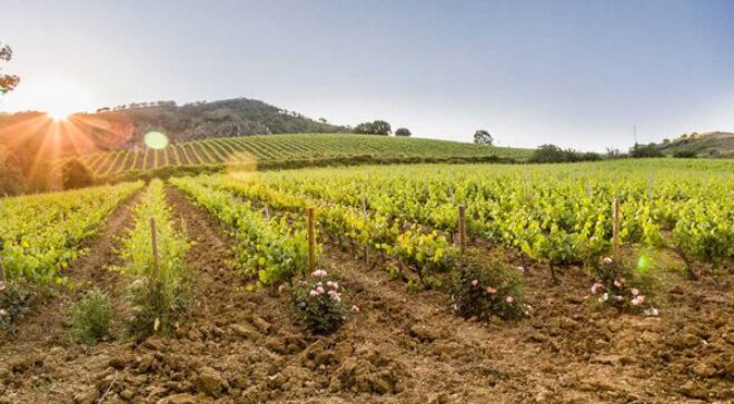winery-vignoble-Baglio-di-Pianetto-3