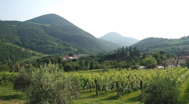 winery-vignoble-Cantina-colli-euganei-10