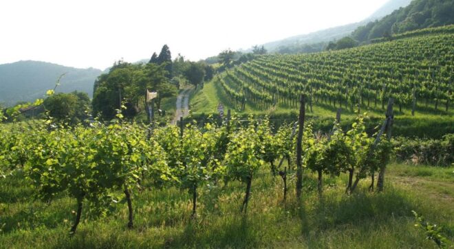 winery-vignoble-Cantina-colli-euganei-11