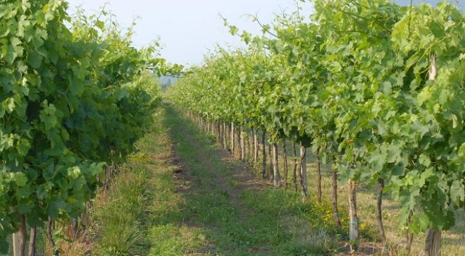 winery-vignoble-Cantina-colli-euganei-9