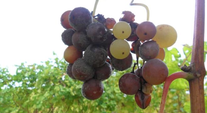 winery-vignoble-Fattoria-Monticino-Rosso-7
