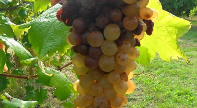 winery-vignoble-Fattoria-Monticino-Rosso-9