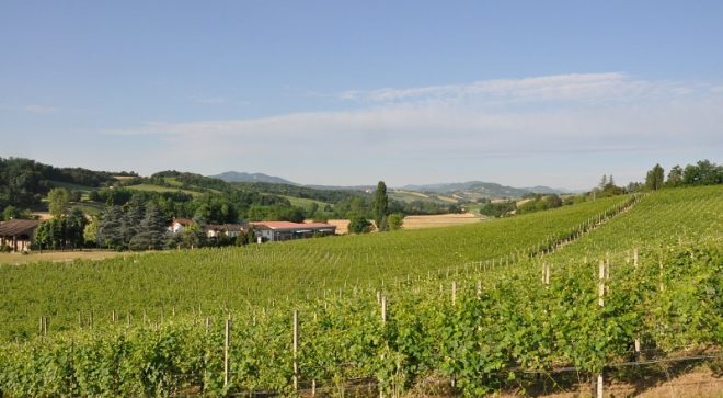 winery-vignoble-Il-Casello-3