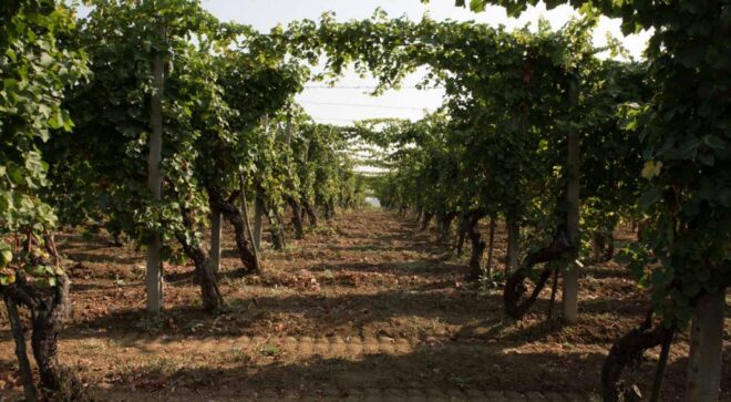 winery-vignoble-Il-Casello-5
