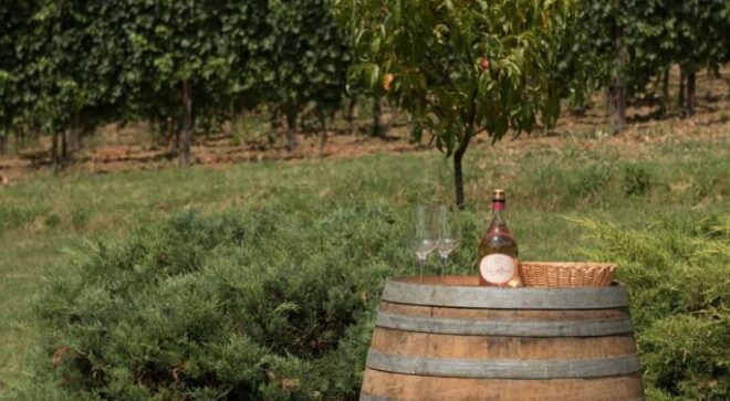 winery-vignoble-Il-Casello-6