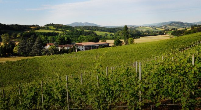 winery-vignoble-Il-Casello-couv