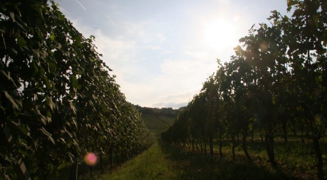 winery-vignoble-Scarzello-giorgio-figli-1