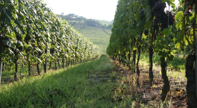 winery-vignoble-Scarzello-giorgio-figli-2