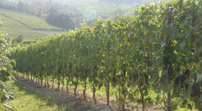 winery-vignoble-Scarzello-giorgio-figli-4