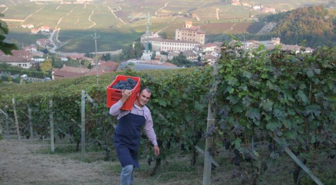 winery-vignoble-Scarzello-giorgio-figli-5