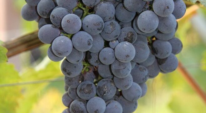 winery-vignoble-Scarzello-giorgio-figli-6