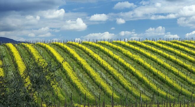 winery-vignoble-antica-quercia