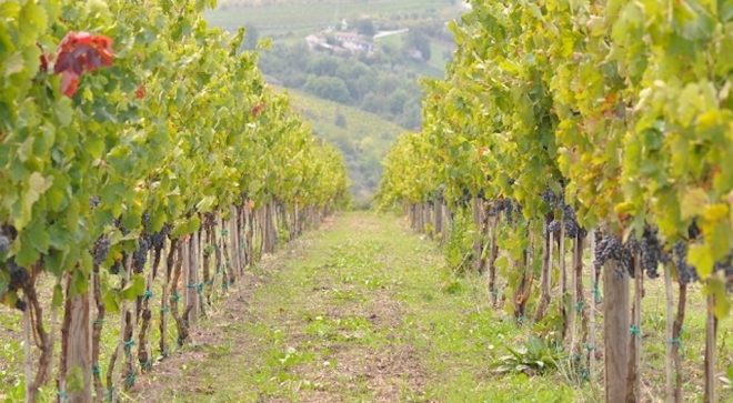winery-vignoble-azienda-agricola-fiorentino-1