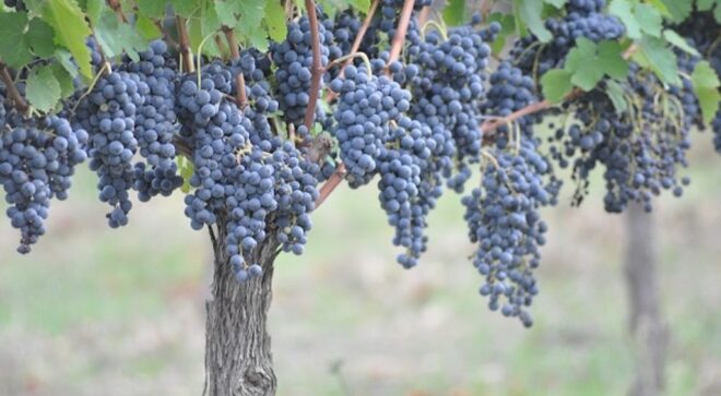 winery-vignoble-azienda-agricola-fiorentino-2
