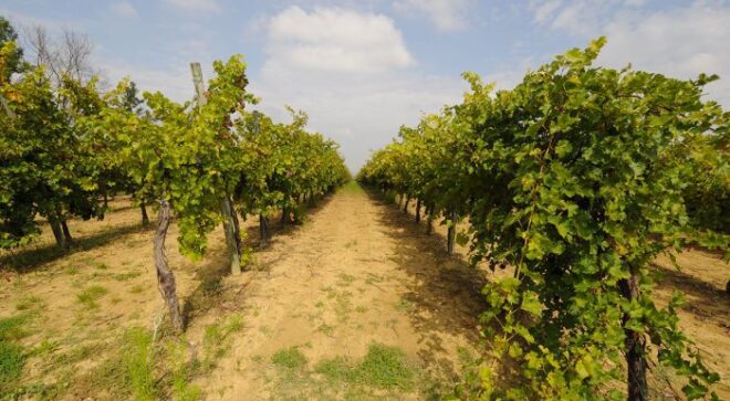 winery-vignoble-azienda-vinicola-alfredo-bertolani-3
