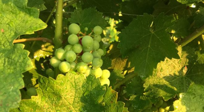 winery-vignoble-bellenda1986-grape-1024x512