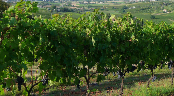 winery-vignoble-bissoni-10