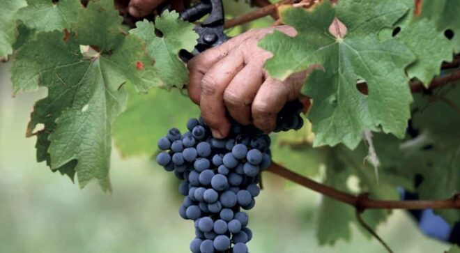 winery-vignoble-cabert-4