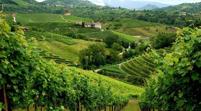 winery-vignoble-cantina-colli-del-soligo-1