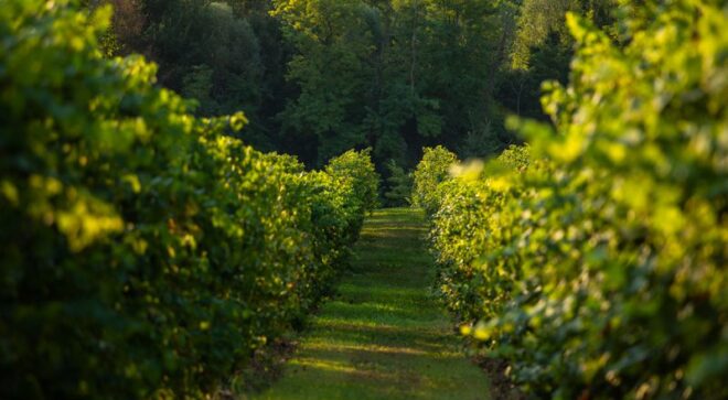 winery-vignoble-cantina-colli-del-soligo-9