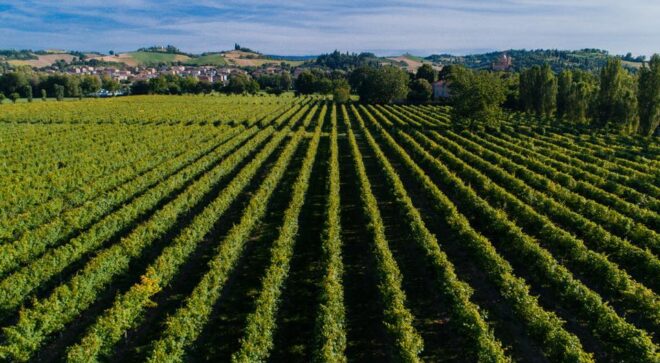 winery-vignoble-cantina-formigine-pedmontana-2