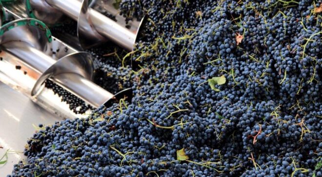 winery-vignoble-cantina-formigine-pedmontana-6