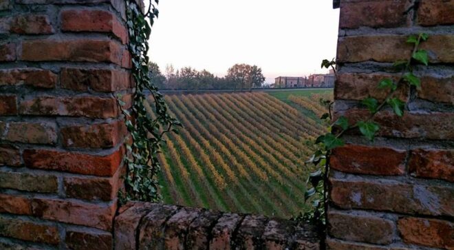 winery-vignoble-cantina-settecani-di-castelvetro-3