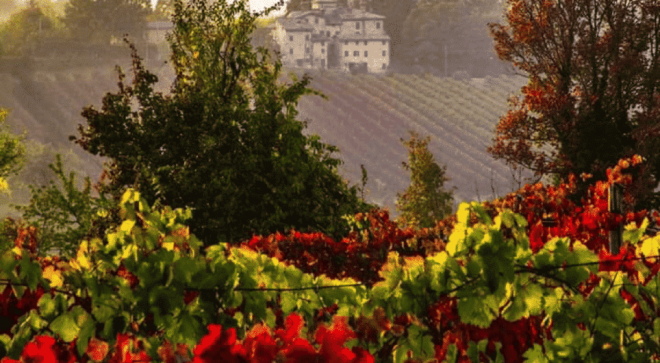 winery-vignoble-cantina-settecani-di-castelvetro-4