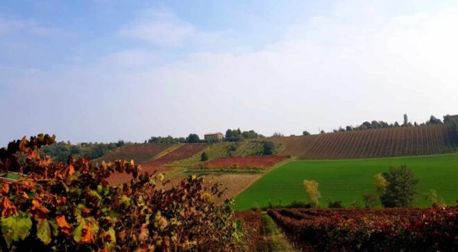 winery-vignoble-cantina-settecani-di-castelvetro
