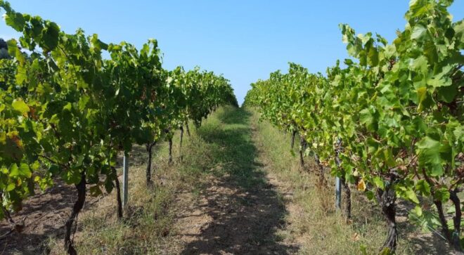 winery-vignoble-cantine-artese-12