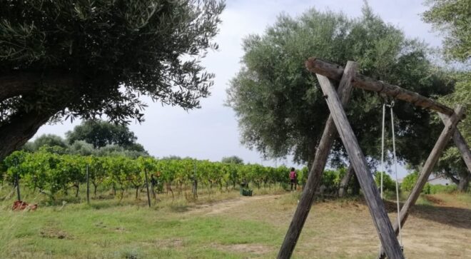 winery-vignoble-cantine-artese-13